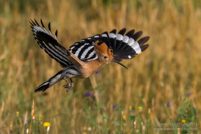 Hoopoe (Upupa epops)