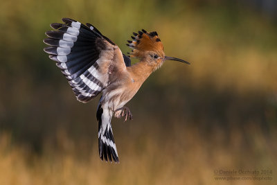 Hoopoe (Upupa epops)