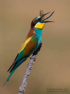 Bee-eater (Merops apiaster)