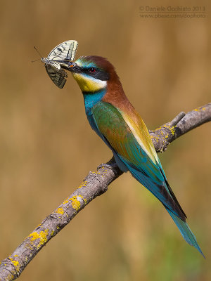 Bee-eater (Merops apiaster)