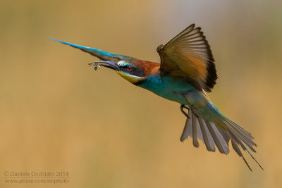 Bee-eater (Merops apiaster)