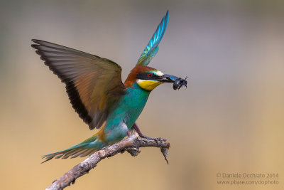 Bee-eater (Merops apiaster)