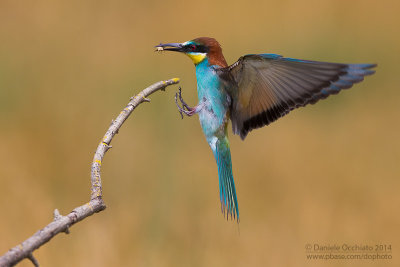 Bee-eater (Merops apiaster)