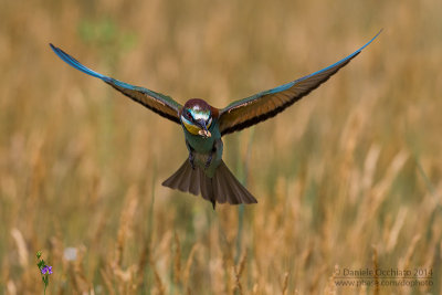 Bee-eater (Merops apiaster)