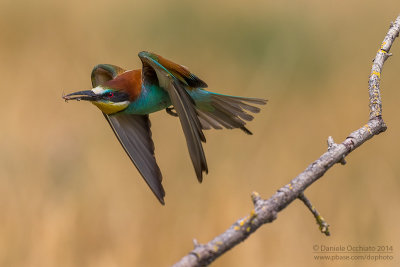 Bee-eater (Merops apiaster)