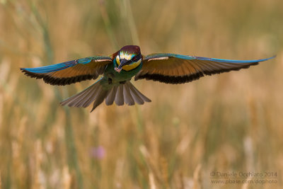 Bee-eater (Merops apiaster)