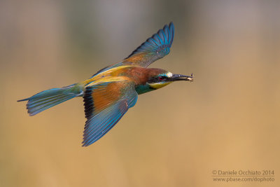 Bee-eater (Merops apiaster)