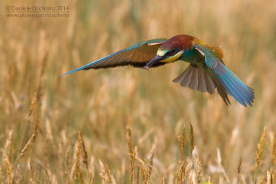 Bee-eater (Merops apiaster)