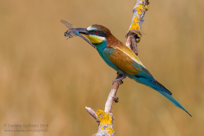 Bee-eater (Merops apiaster)