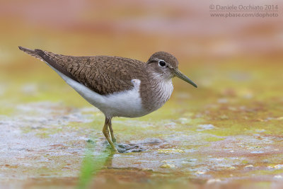 Common Sandpiper (Actitis hypoleucos)