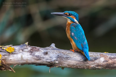Common Kingfisher (Alcedo atthis)