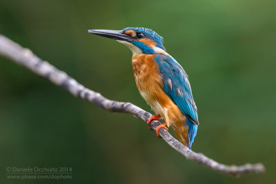 Common Kingfisher (Alcedo atthis)