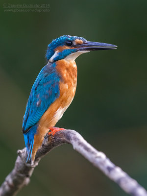 Common Kingfisher (Alcedo atthis)