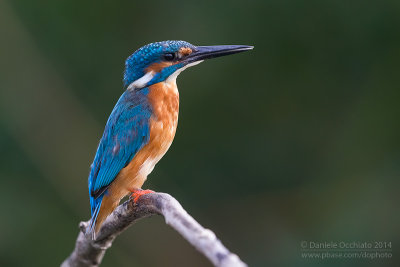 Common Kingfisher (Alcedo atthis)