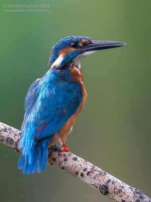 Common Kingfisher (Alcedo atthis)