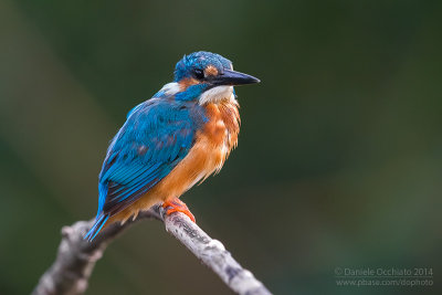 Common Kingfisher (Alcedo atthis)