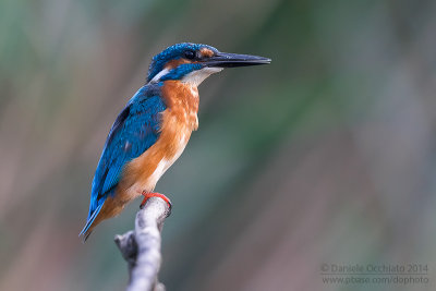 Common Kingfisher (Alcedo atthis)