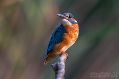 Common Kingfisher (Alcedo atthis)
