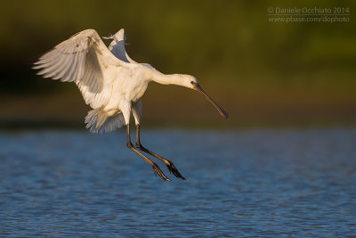 Eurasian Spoonbill (Platalea leucorodia)