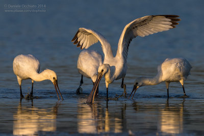 Eurasian Spoonbill (Platalea leucorodia)