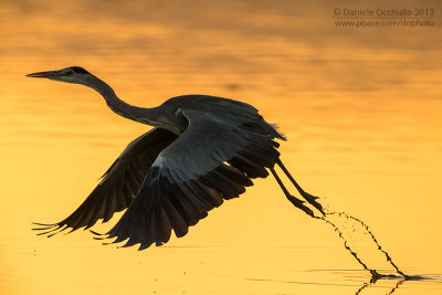 Grey Heron (Ardea cinerea)