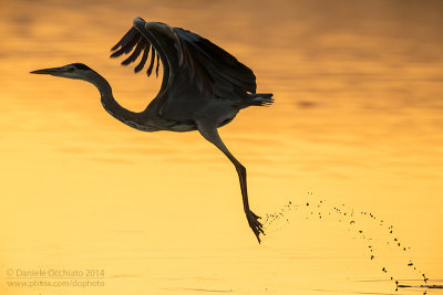 Grey Heron (Ardea cinerea)