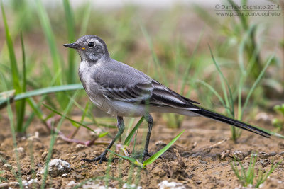 White Wagtail (Motacilla alba)