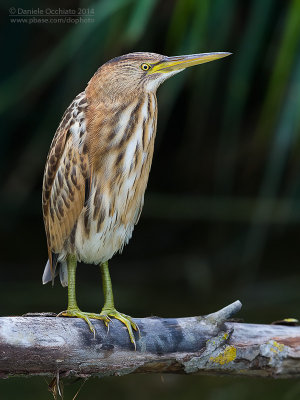 Little Bittern (Ixobrychus minutus)