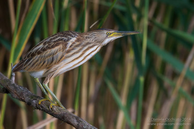 Little Bittern (Ixobrychus minutus)