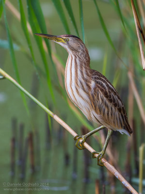 Little Bittern (Ixobrychus minutus)