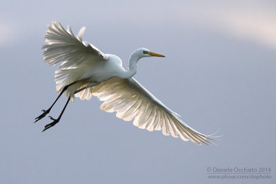 Great White Egret (Egretta alba)