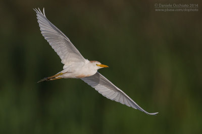 Cattle Egret (Bubulcus ibis)