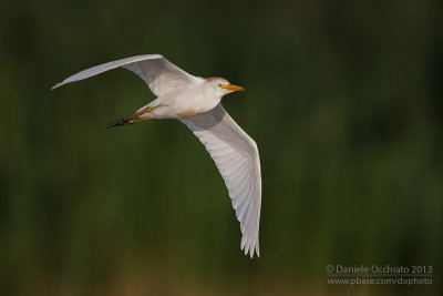 Cattle Egret (Bubulcus ibis)