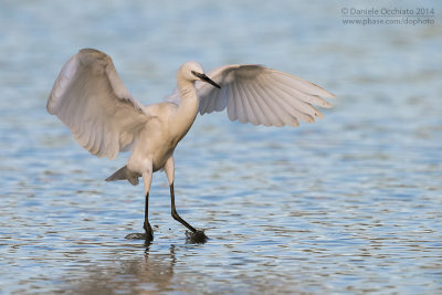 Little Egret (Egretta garzetta)