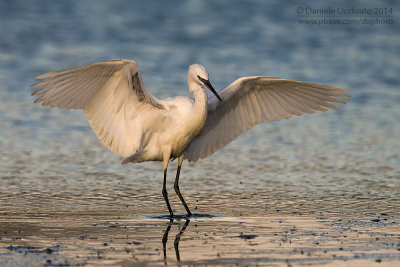 Little Egret (Egretta garzetta)