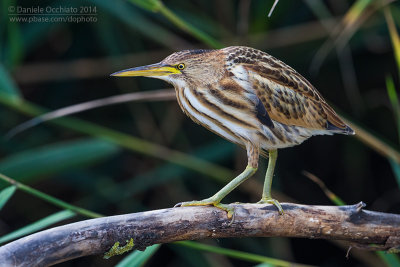 Little Bittern (Ixobrychus minutus)