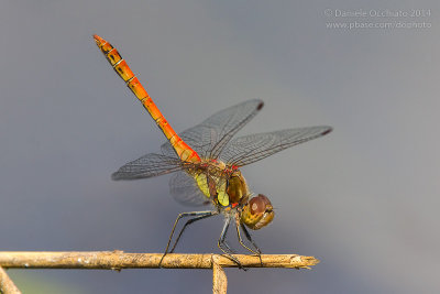 Sympetrum striolatum