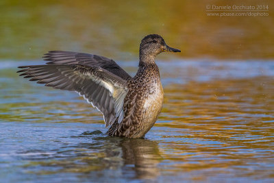 Eurasian Teal (Anas crecca)