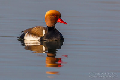 Red-crested Pochard (Netta rufina)