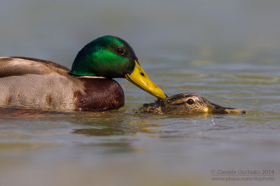 Mallard (Anas platyrhynchos)