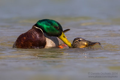 Mallard (Anas platyrhynchos)