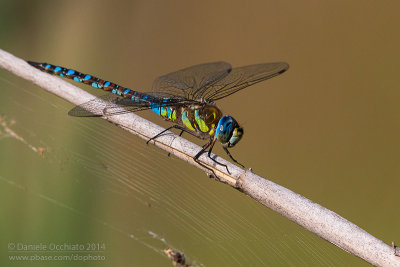 Aeshna mixta