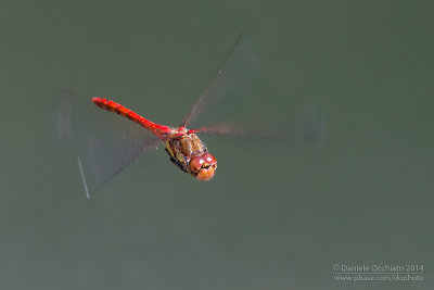 Sympetrum striolatum