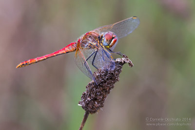 Sympetrum fonscolombii