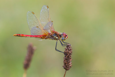 Sympetrum fonscolombii