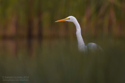 Great White Egret (Egretta alba)