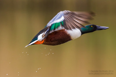 Northern Shoveler (Anas clypeata)