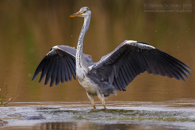 Grey Heron (Ardea cinerea)