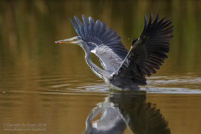 Grey Heron (Ardea cinerea)