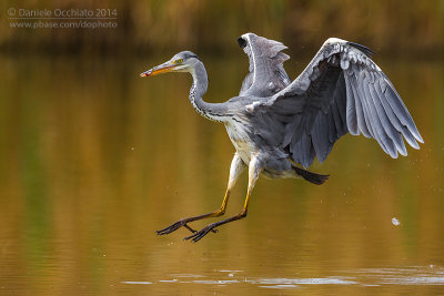 Grey Heron (Ardea cinerea)